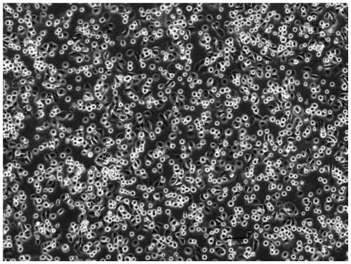 Separation method of human placenta sub-totipotent stem cells