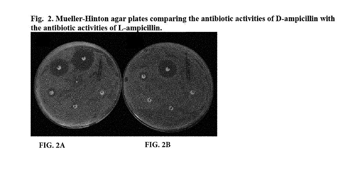 Pharmaceutical composition containing the tromethamine salt of L-ampicillin