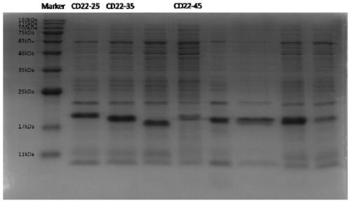 CD22 single domain antibody, nucleotide sequence, reagent kit, CAR-T virus vector and CAR-T cell