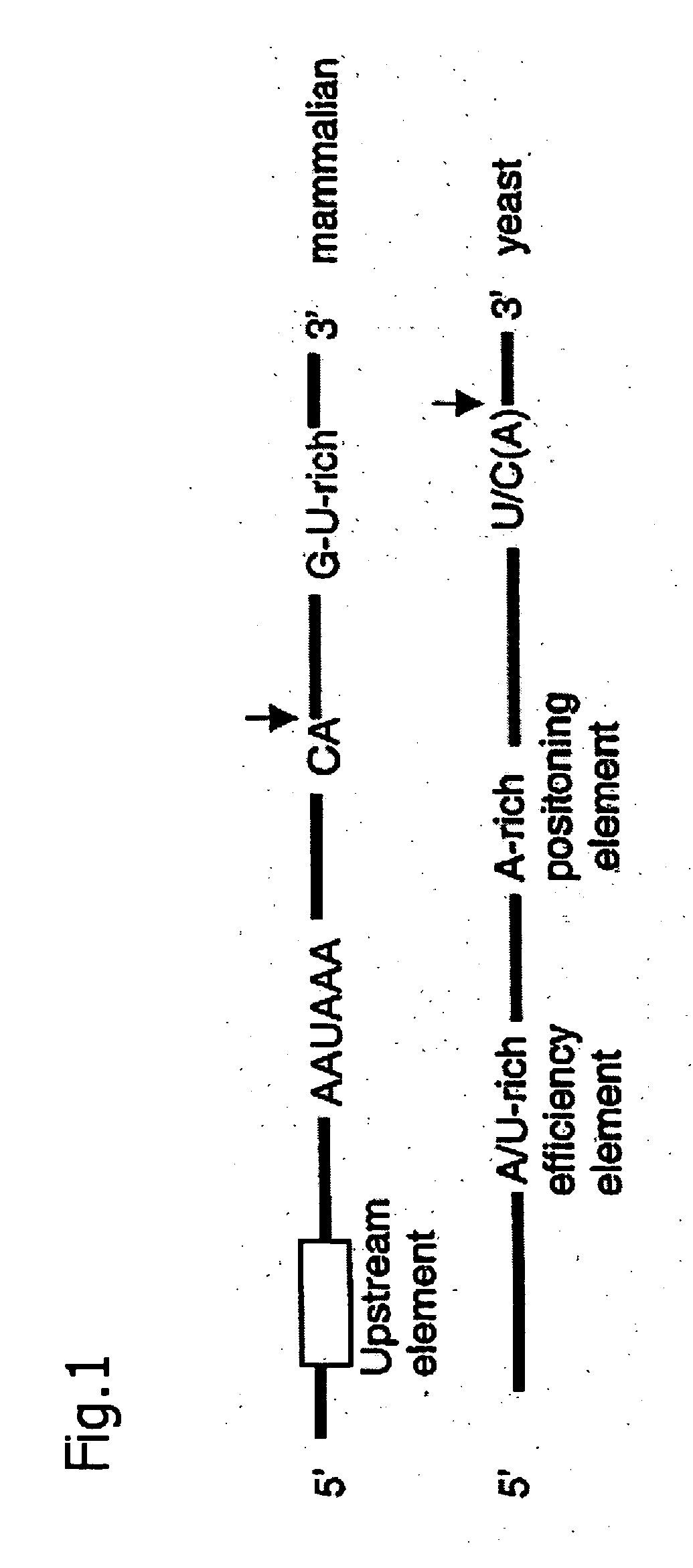 Cleavage and polyadenylation complex of precursor mrna