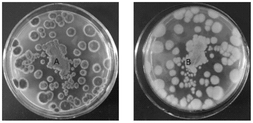 Endophytic fungus tpl25 of edamame and its application in the control of plant diseases