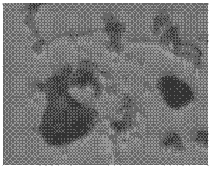 Endophytic fungus tpl25 of edamame and its application in the control of plant diseases