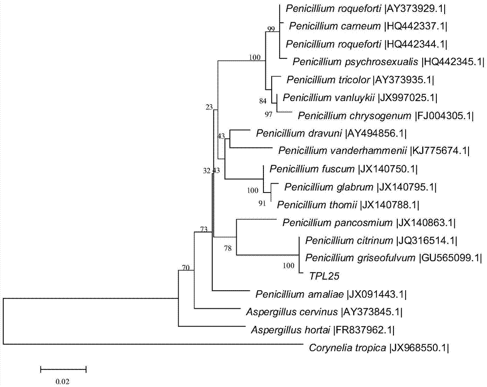 Endophytic fungus tpl25 of edamame and its application in the control of plant diseases