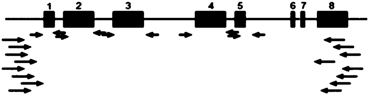 Group-specific amplification primers, sequencing typing method and kit for hla gene