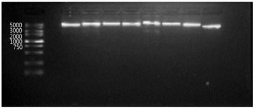 Group-specific amplification primers, sequencing typing method and kit for hla gene