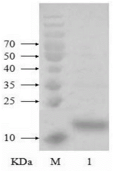 Schistosoma japonicum katsurada recombinant protein and its preparation method and use