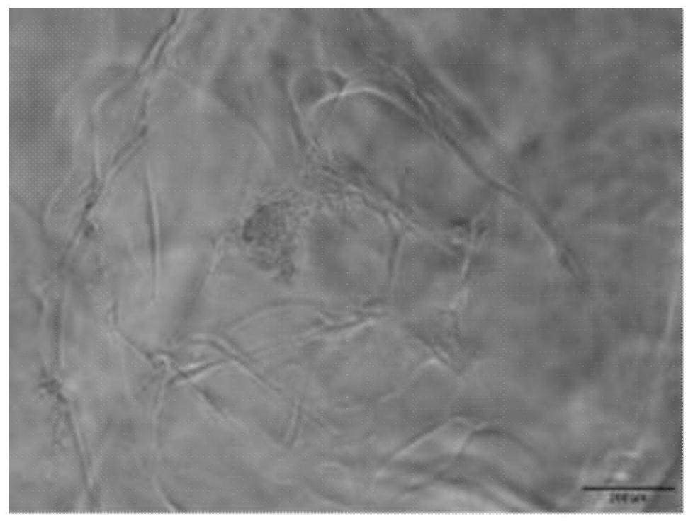 Olfactory ensheathing cell photo-curing nerve repair hydrogel as well as preparation method and application thereof