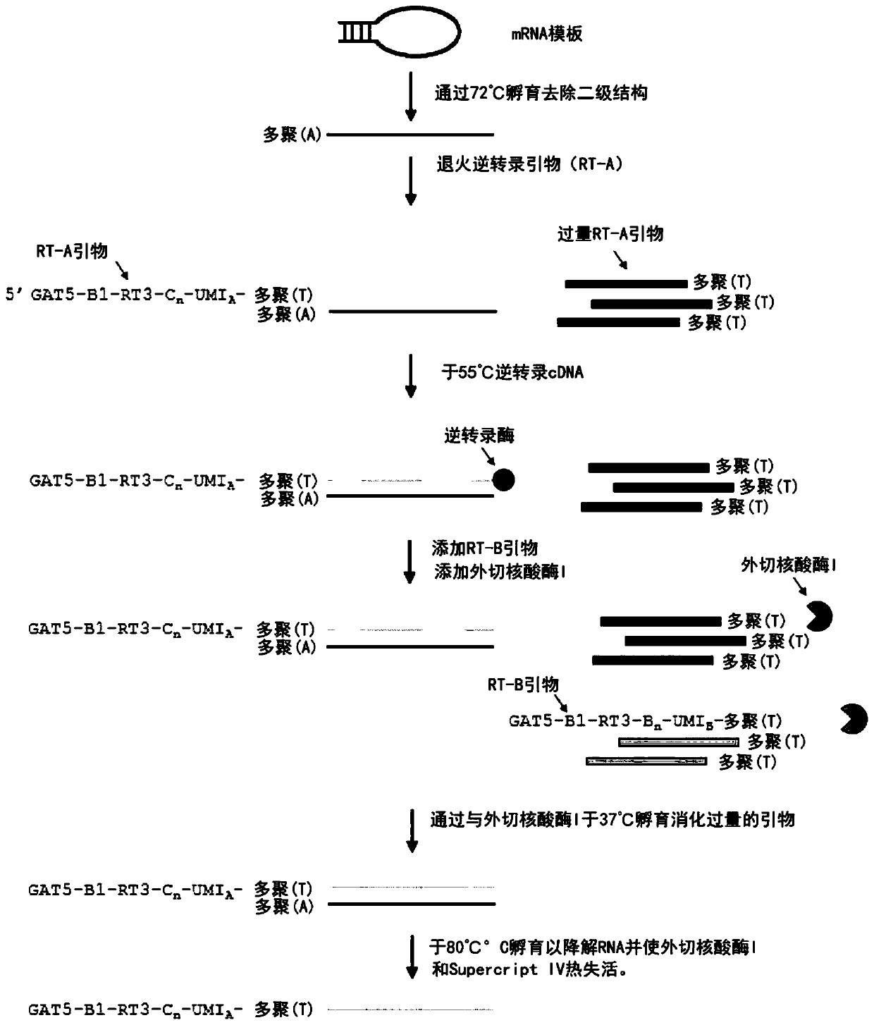 Method of amplifying single cell transcriptome