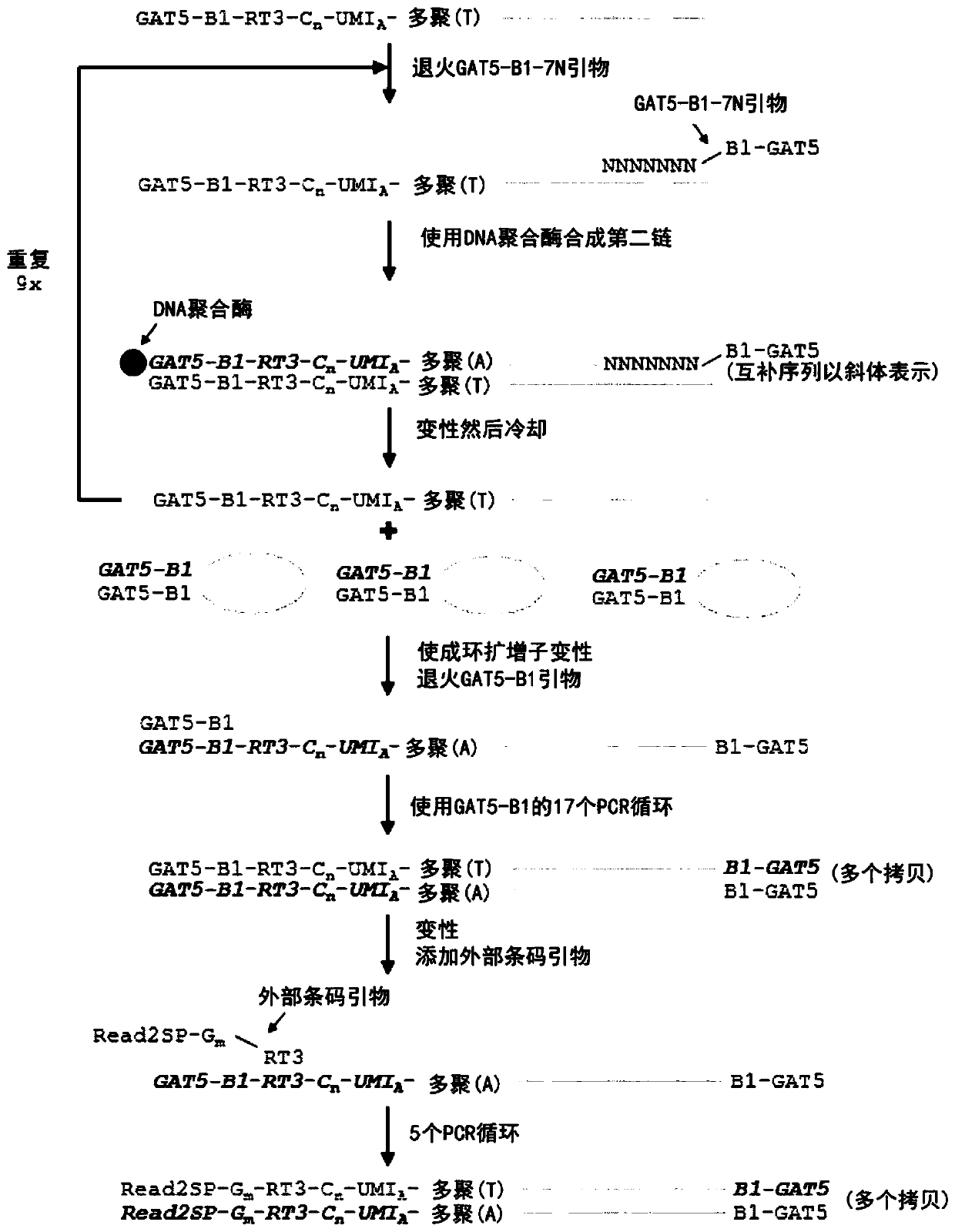 Method of amplifying single cell transcriptome