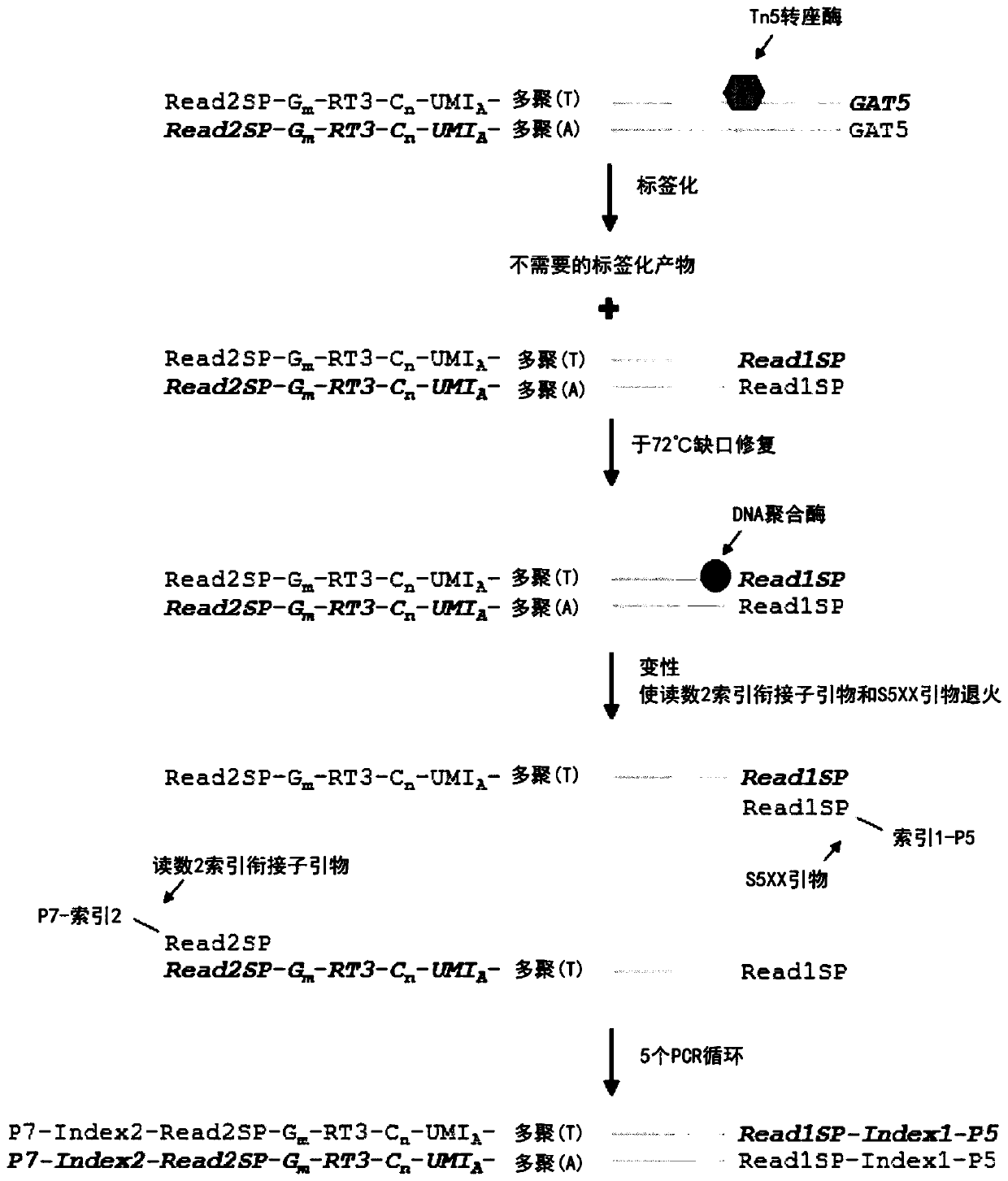 Method of amplifying single cell transcriptome