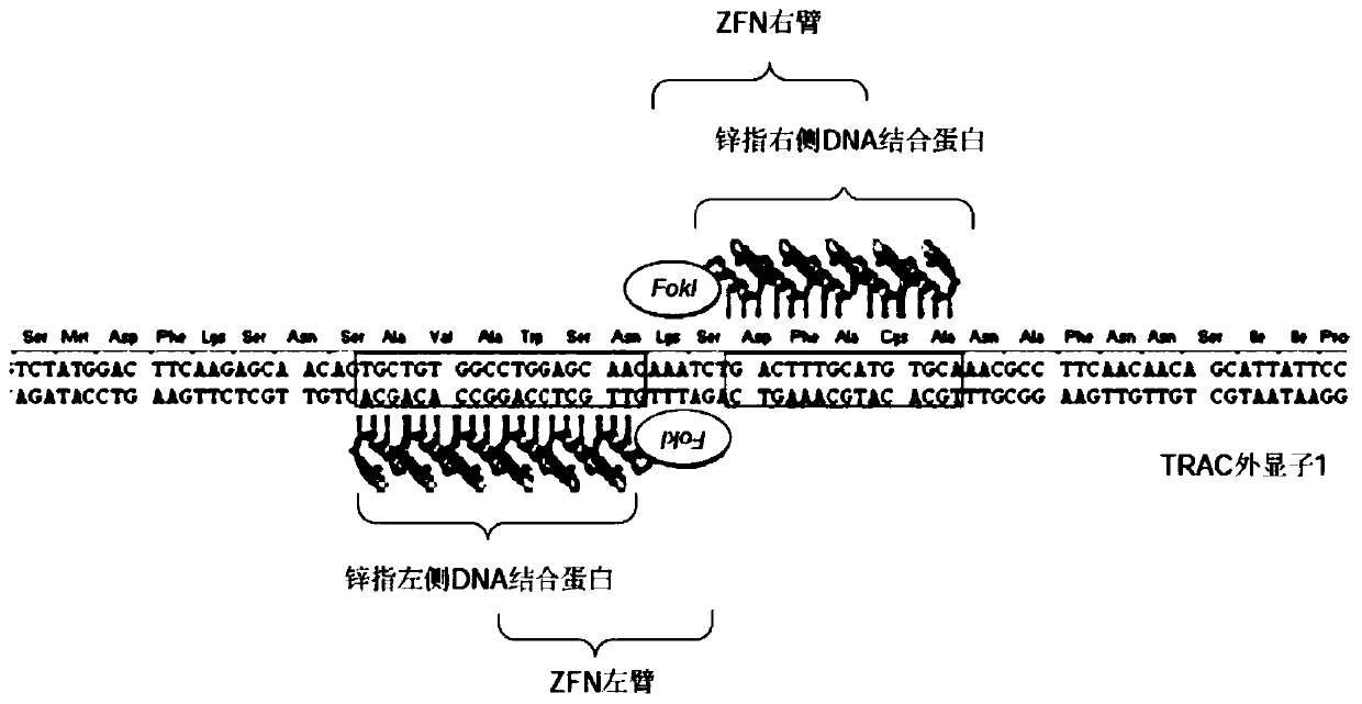 Zinc finger nuclease and application thereof