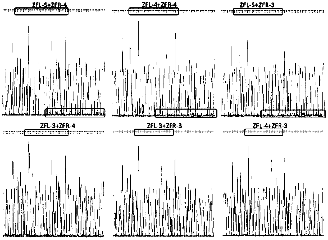 Zinc finger nuclease and application thereof