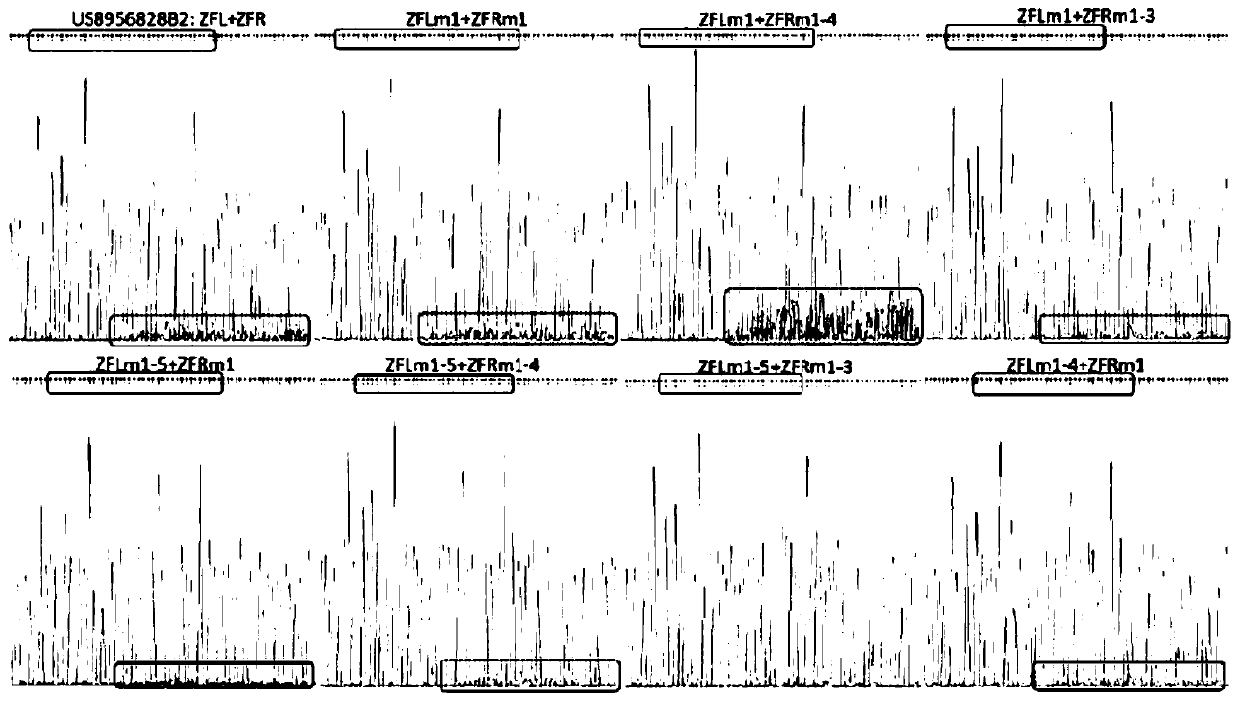 Zinc finger nuclease and application thereof