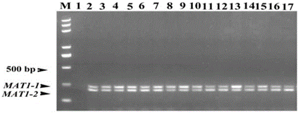 Method for rapidly detecting rice aspergillus mating type genes through multiple PCR