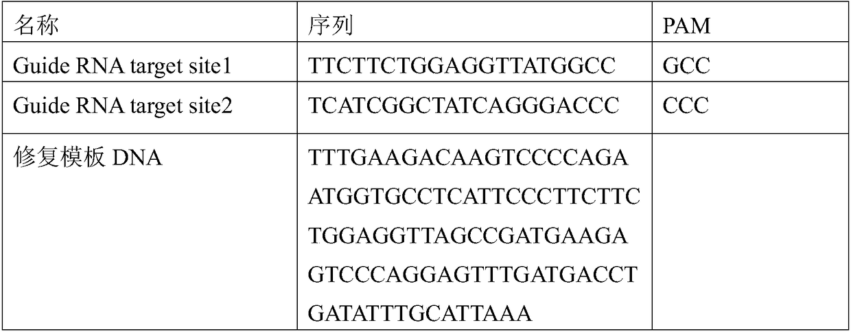 Construction method of Adgrv1 gene Y6236fsX1 mutant animal model