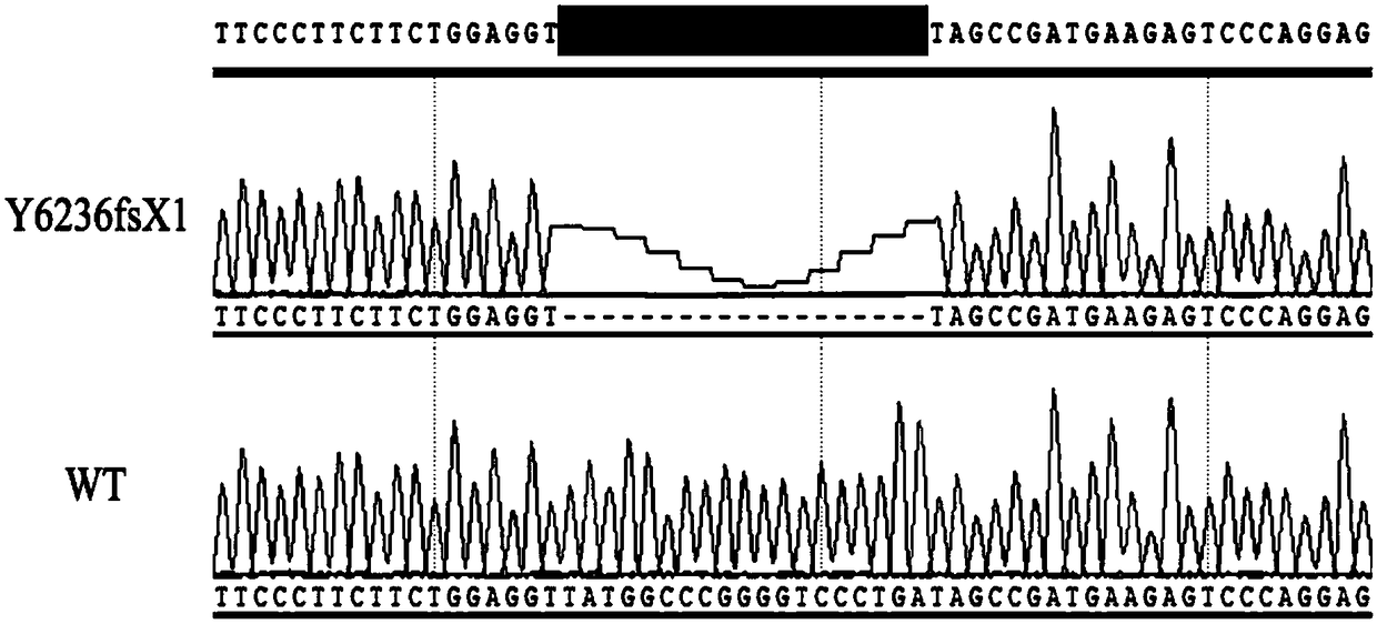 Construction method of Adgrv1 gene Y6236fsX1 mutant animal model