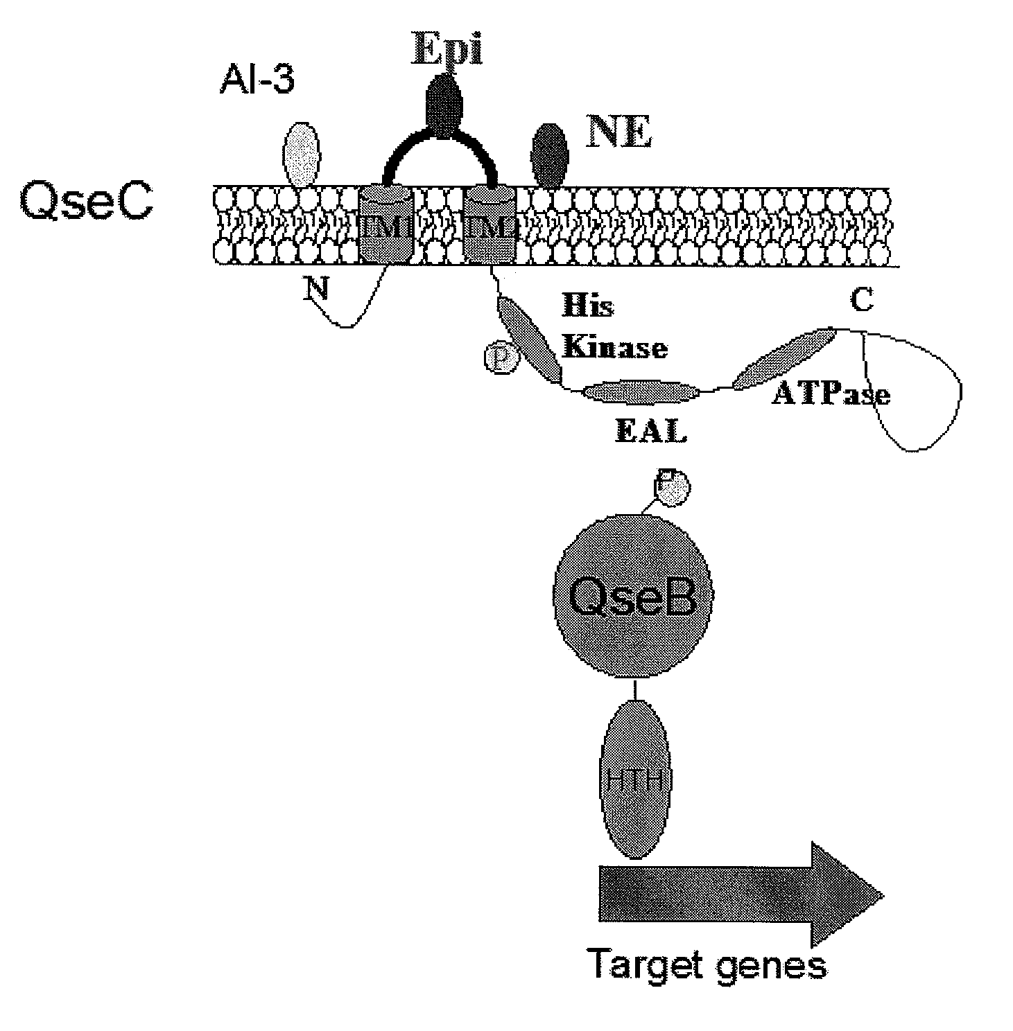 Methods of inhibiting bacterial virulence and compounds relating thereto