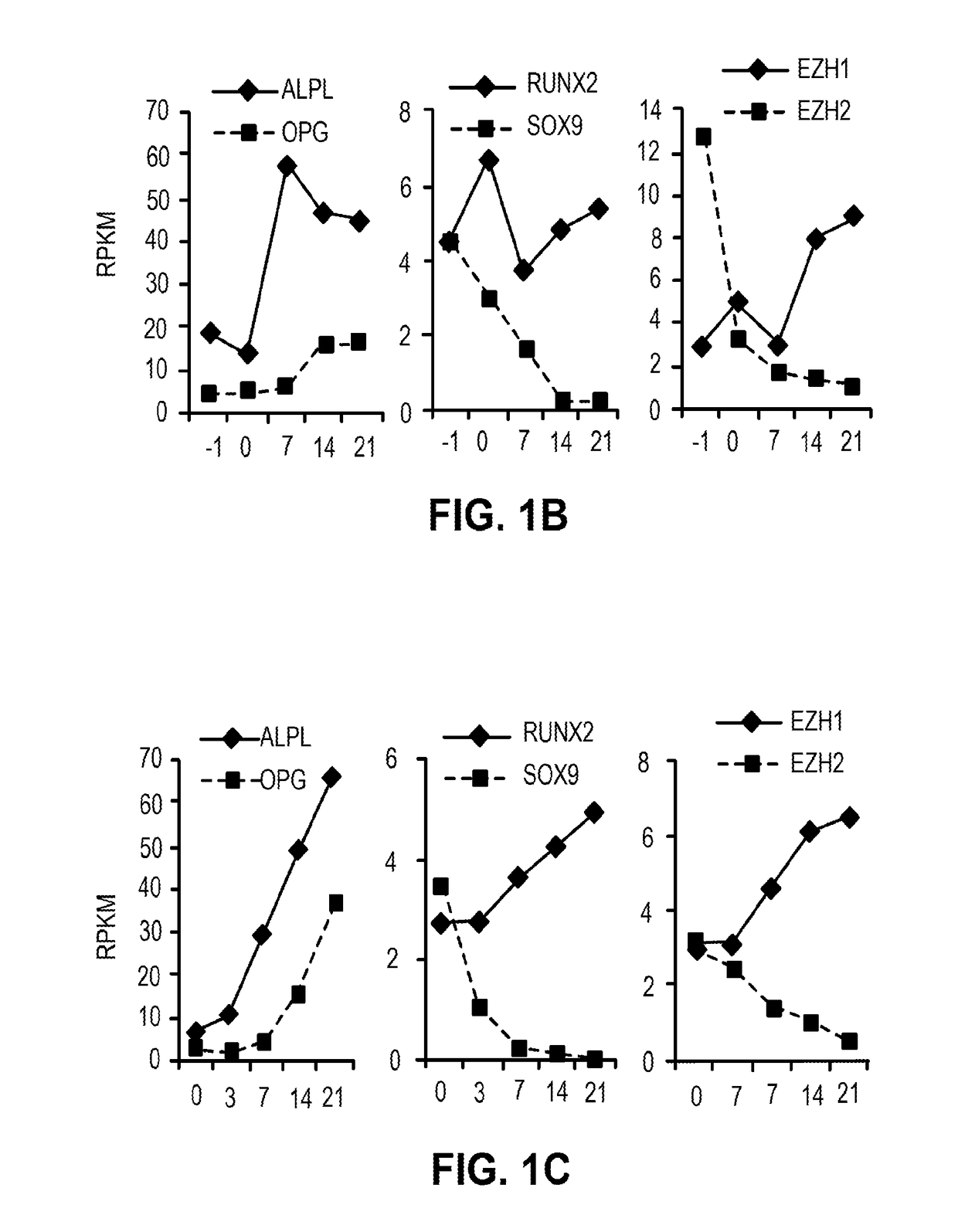 Methods and materials for promoting bone formation