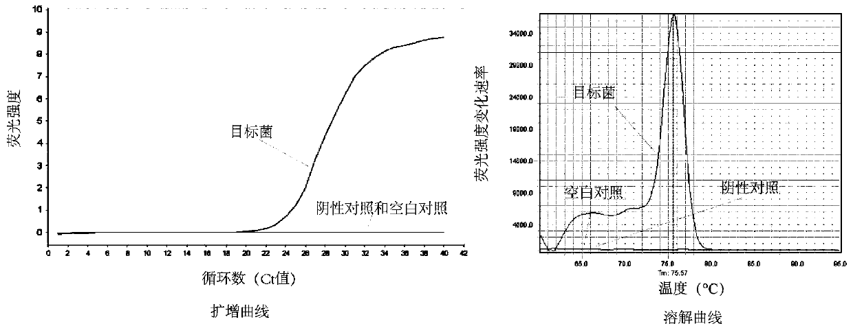 Absolute quantification method for bacterial flora and application of absolute quantification method in Chinese liquor fermentation process