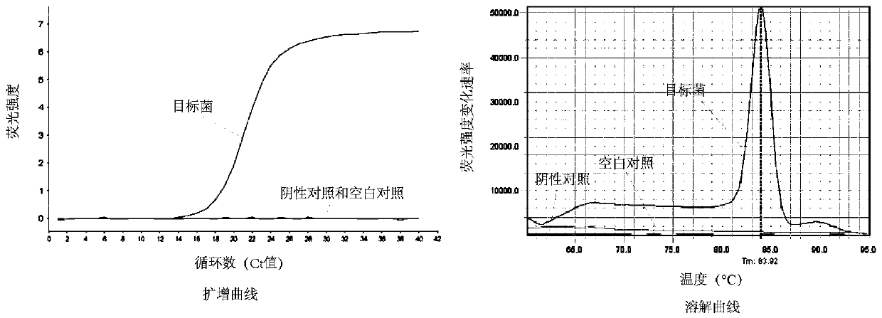 Absolute quantification method for bacterial flora and application of absolute quantification method in Chinese liquor fermentation process