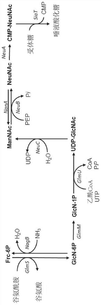 Fermentative production of sialylated saccharides