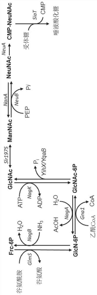 Fermentative production of sialylated saccharides