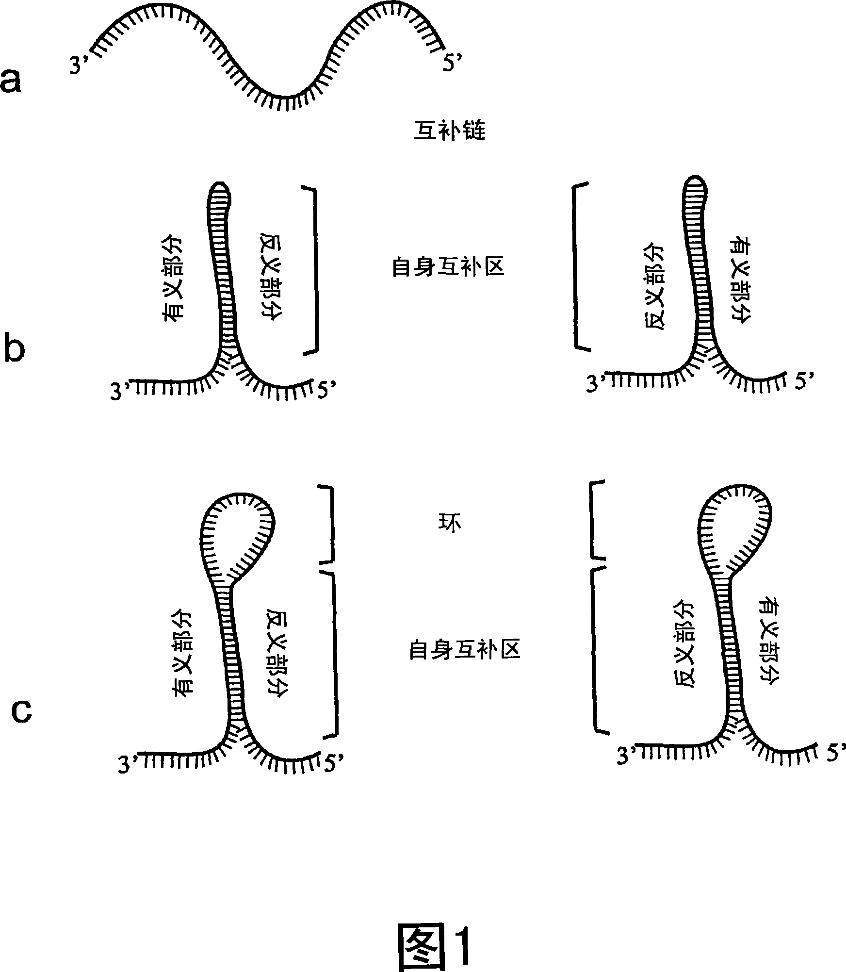 Methods for the modulation of oleosin expression in plants