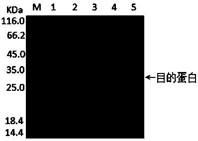 Goat corynebacterium pseudotuberculosis PLD recombinant protein as well as preparation method and application thereof