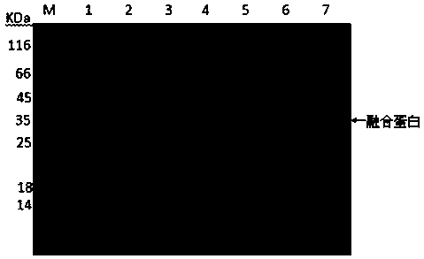 Goat corynebacterium pseudotuberculosis PLD recombinant protein as well as preparation method and application thereof