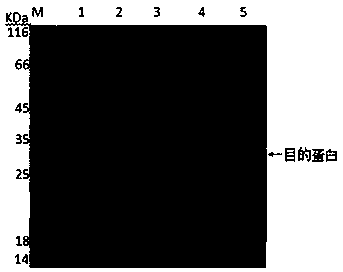 Goat corynebacterium pseudotuberculosis PLD recombinant protein as well as preparation method and application thereof