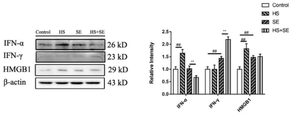 Construction method and application of chronic heat stress bacterial infection animal model