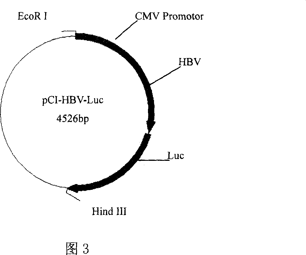 Targeted small interference RNA formulation for treating viral Hepatitis B and its preparation