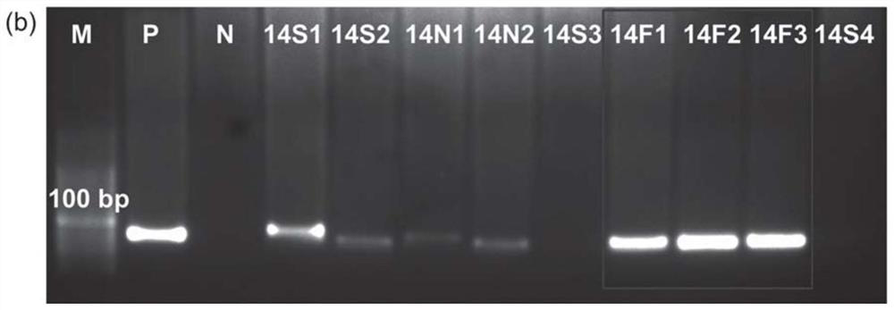 Nucleic acid aptamer of flavin mononucleotide as well as screening method and application of nucleic acid aptamer