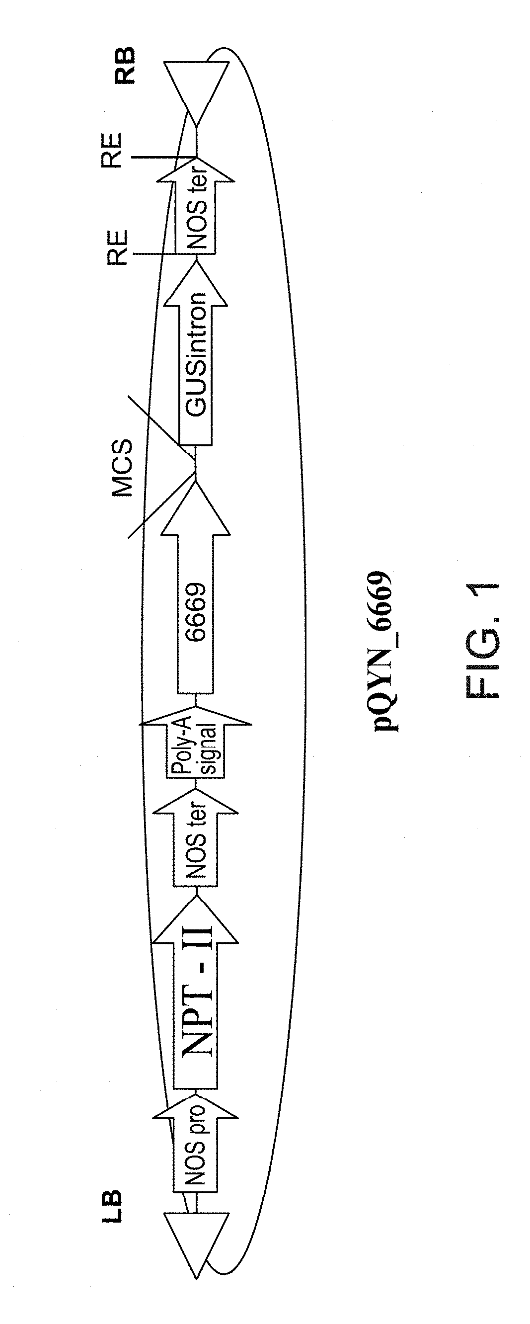 Isolated polynucleotides and polypeptides, and methods of using same for increasing nitrogen use efficiency of plants