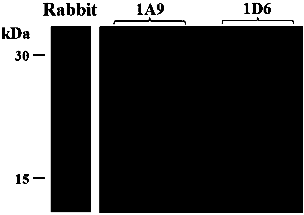 Monoclonal antibodies capable of specifically recognizing mouse protein Doppel