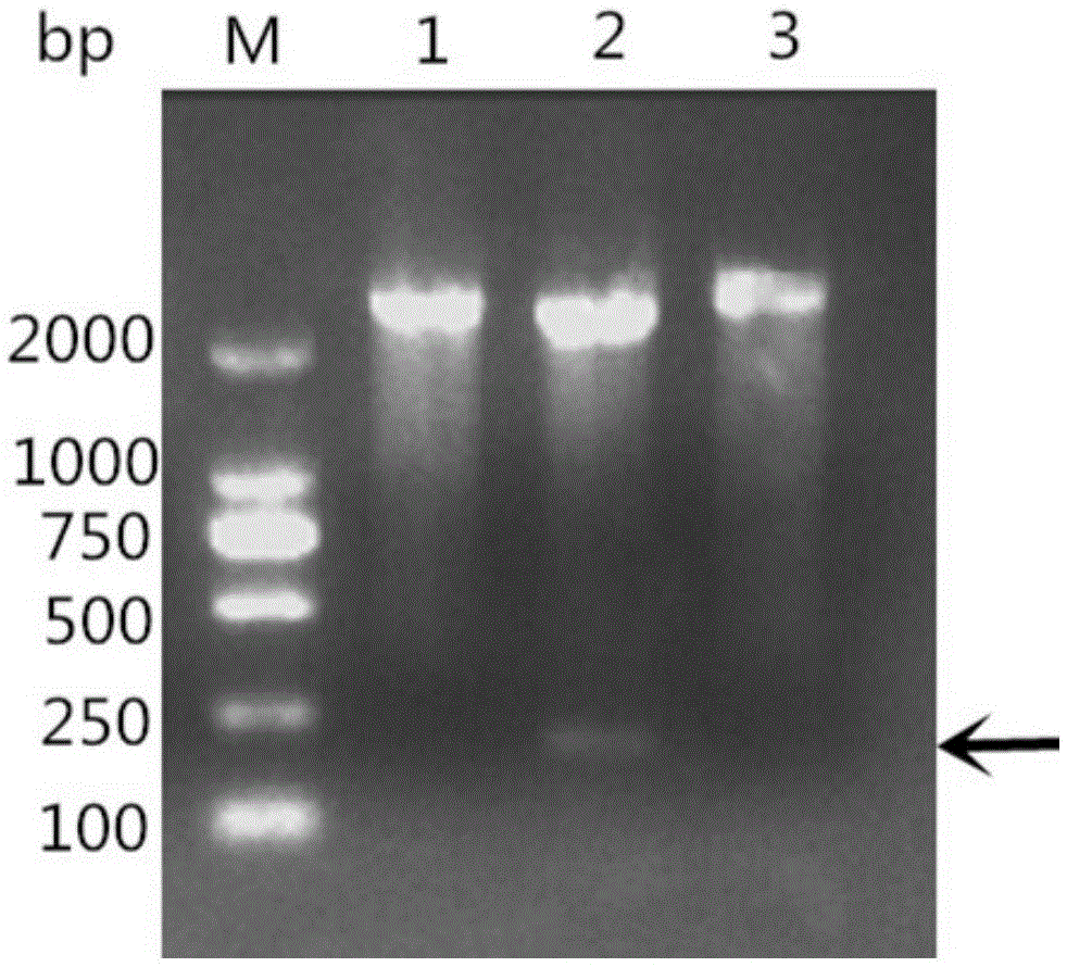 Riemerella anatipestifer OmpH intercepted recombinant protein, and preparation method and application thereof