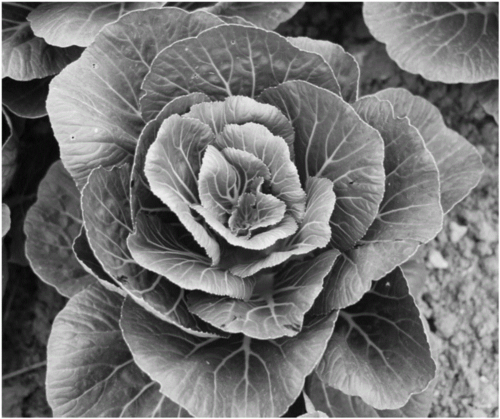 Production method of germplasm resource of ornamental flowering Chinese cabbages