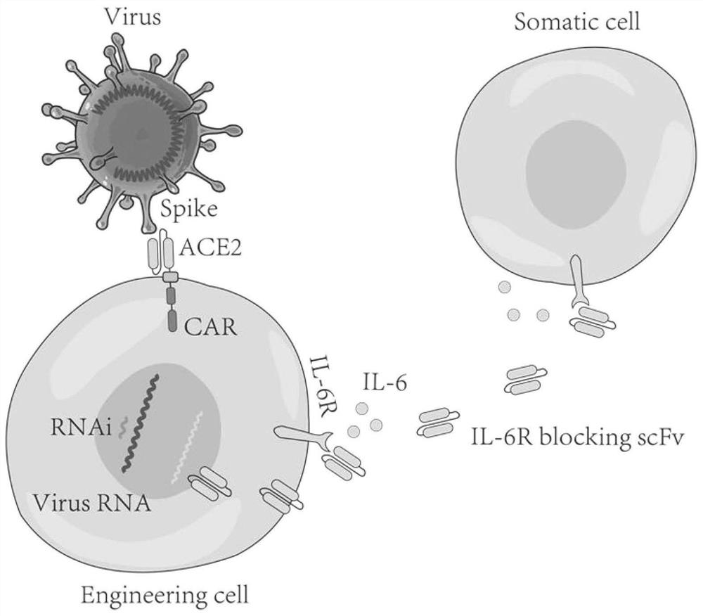Armed chimeric antigen receptor cell targeting coronavirus SPIKE, preparation methods and applications