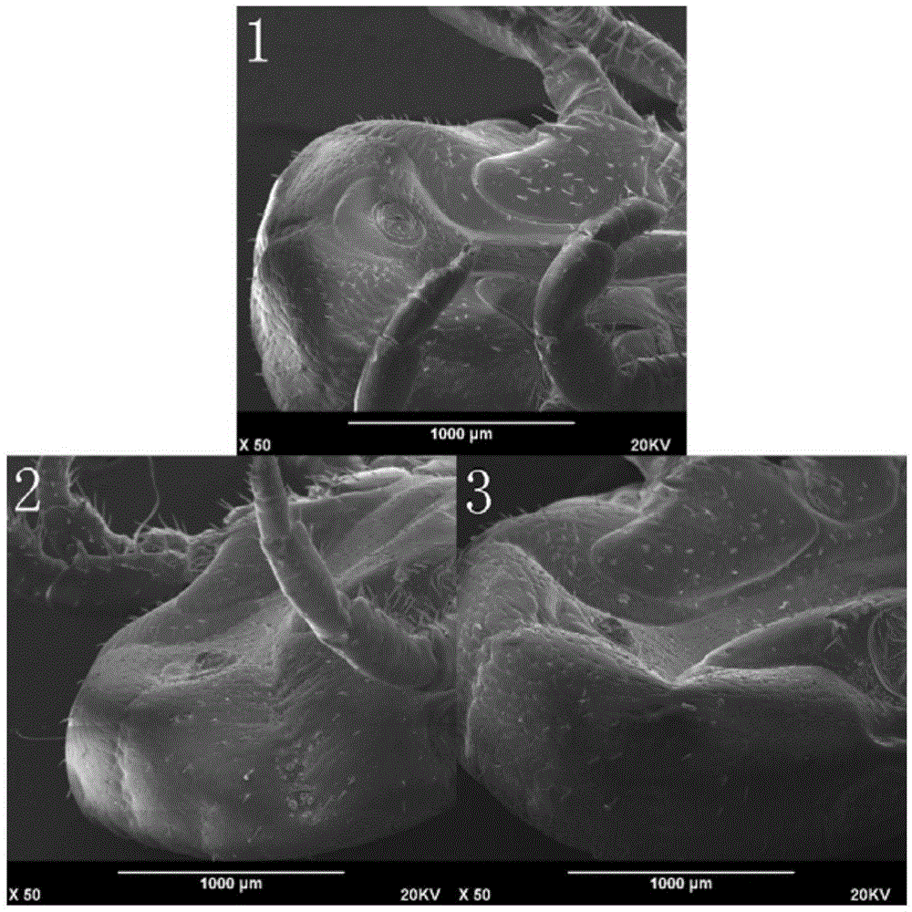 Formula and method for immobilizing tick sample for scanning electron microscopy