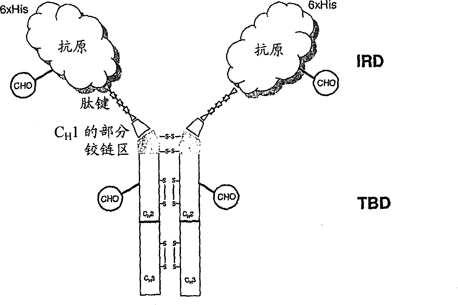 Chimeric antigens for breaking host tolerance to foreign antigens