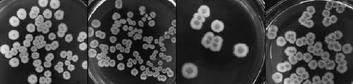 Bacillus licheniformis, screening method, application and feed containing bacillus licheniformis