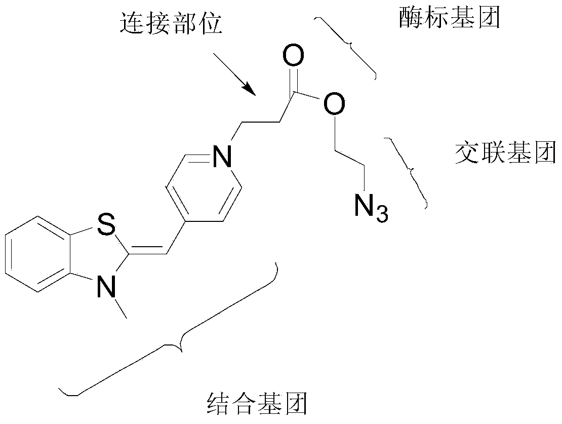 Thiazole orange cyanine dye molecule and application thereof