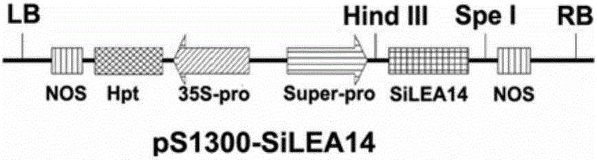 Millet silea14 gene and its application