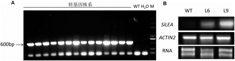 Millet silea14 gene and its application