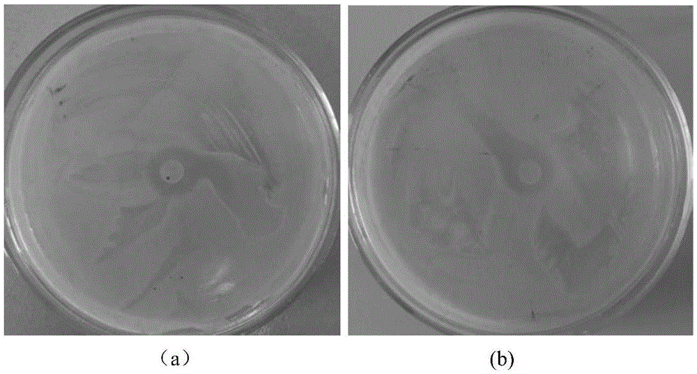 Gel film with curdlan quaternary ammonium salt and polyvinyl alcohol and antibacterial application of gel film