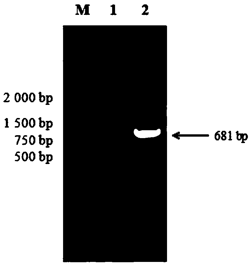 Porcine epidemic diarrhea virus m protein affinity peptide and its screening method