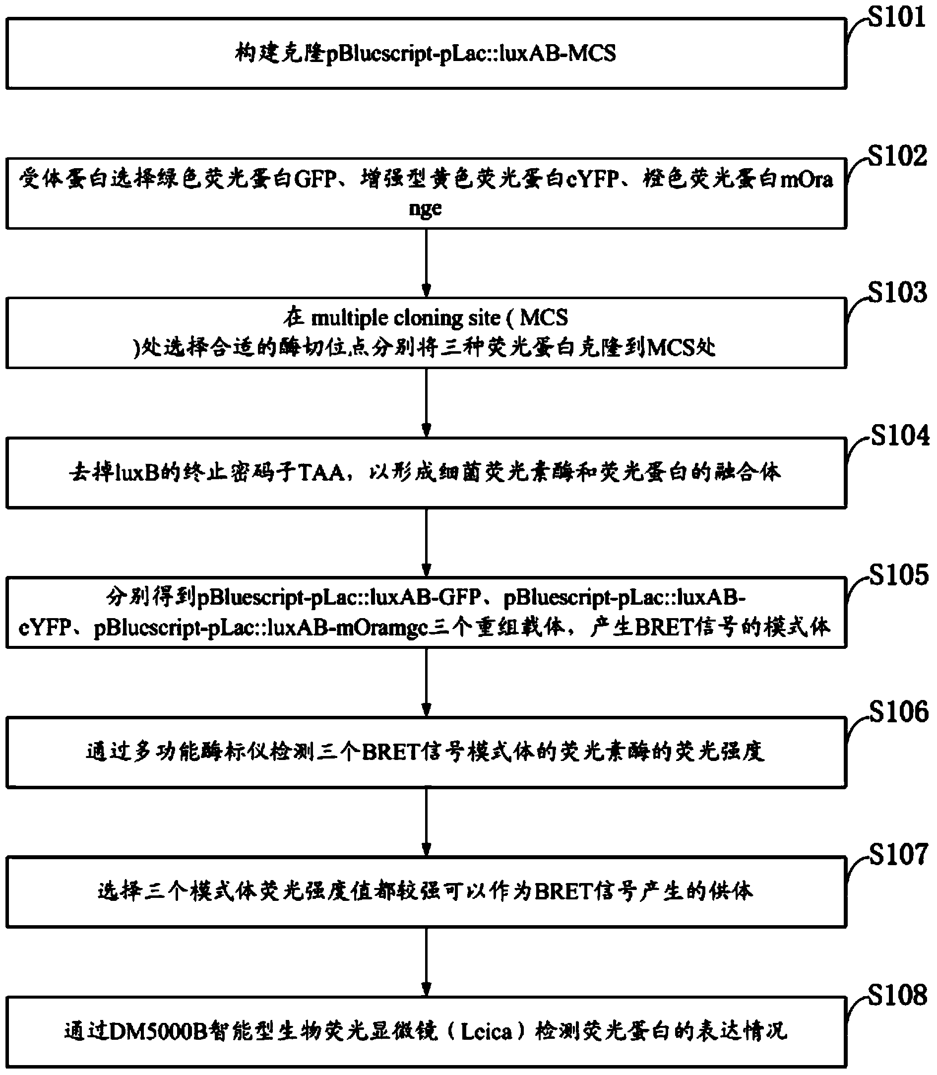 Method for detection of protein-protein interaction through a BRET technology based on bacterial Luciferase