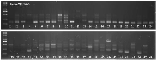A high-throughput method for SSR molecular markers related to plant organ development