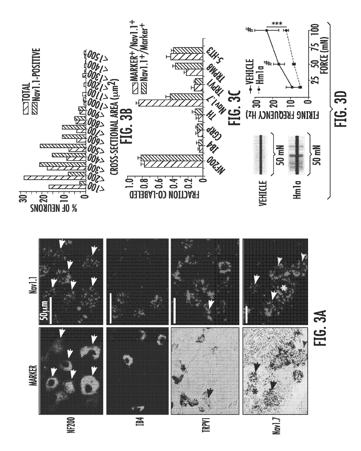 Pharmacological modulators of nav1.1 voltage-gated sodium channels associated with mechanical pain