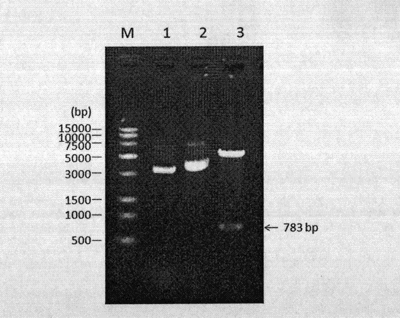 Application of using streptococcus suis type-2 hy0245 gene encoded proteins as protective antigens
